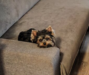 jorkšírský teriér fenka s PP - 6