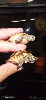 Želva zelenavá, vroubená, žlutohnědá - 6
