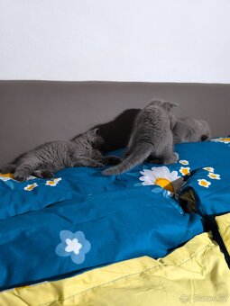 Britská Modrá koťátka - 6