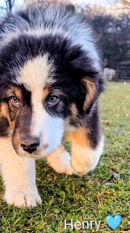 Australský ovčák s PP FCI - 6