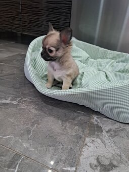 Čivava Dlouhosrstý pejsek - 6