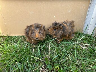 Morče - malá morčátka - morčata - morčátko - 6