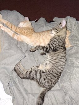 Daruju dva kocouři - 6