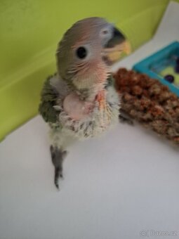 Agapornis růzohrdlý ochočený ručně dokrmený - 6