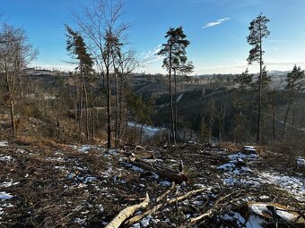 Prodej lesa v k.ú Střížov u Jihlavy 11 837 m2 - 6