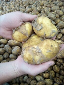 CIBULE 15 kč / kg - 6