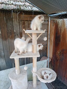Ragdoll - 6