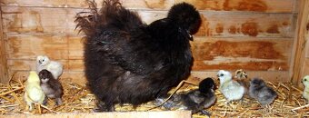 Hedvábnička velká vousatá - EU - 6