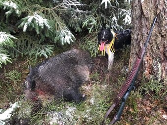 Ruskoevropská lajka - 6