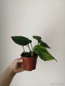 Monstera - 6