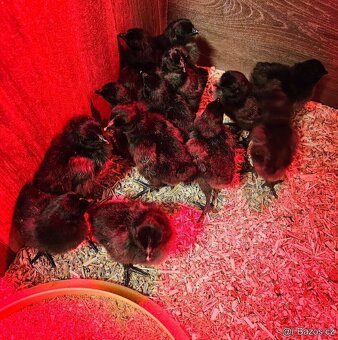 Ayam Cemani - násadová vejce-kuřátka Cemanská slepice NV - 6