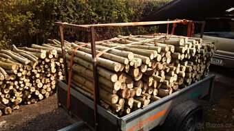 Japonský topol - sadba - 6