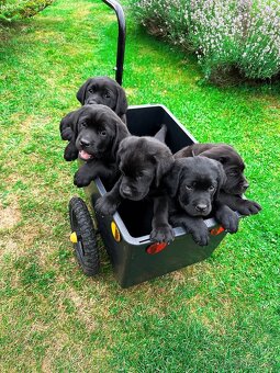 REZERVACE Labradorský Retriever s PP - 6