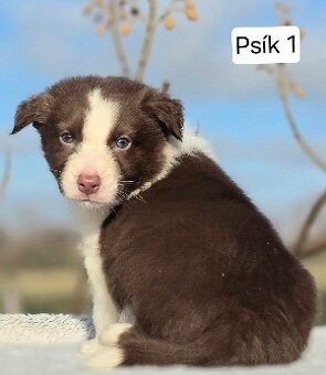 Border Collie, kolie - 6