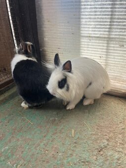 Prodáme králíčí samečky - 6