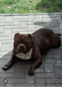 Aamerican Bully extrem s PP - 6
