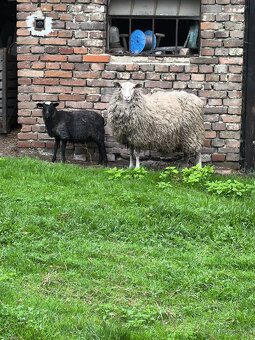 Jehňata - 6