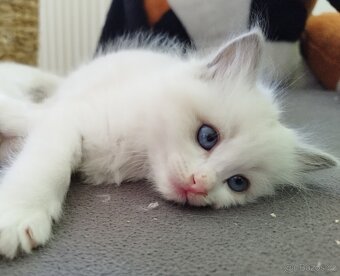 Ragdoll kočička - 6