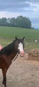 Welsh Pony B - 6