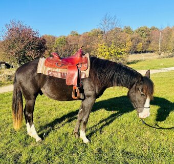 Paint horse valach - 6