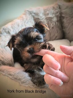 Jorkšírský teriér s PP - 6