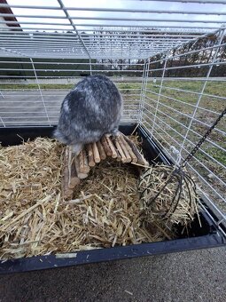 Zakrslý Králíci - 6