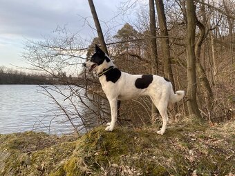 Kanaánský pes - štěňata s PP (Canaan dog) - 6