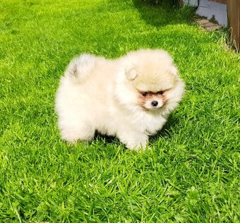 Pomeranian - 6