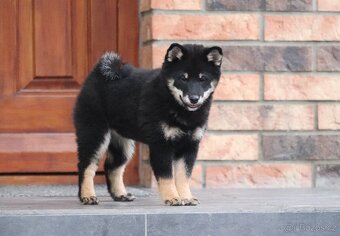 Shiba inu s PP - 6