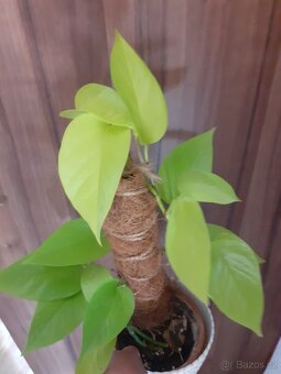 Philodendron , epipremnum řízky - 6
