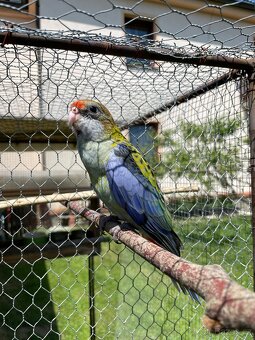 Rosela žlutohlavá 🦜 - 6