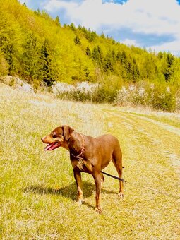 Louisiansky leopardí pes - šteniatka s PP - 6