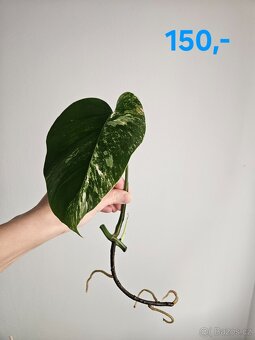 Monstera albo variegata - 6