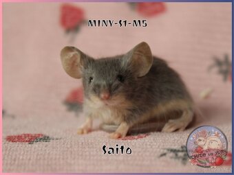 Barevné / fancy myšky - 6