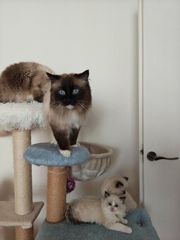 Ragdoll - 6