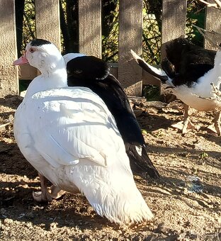 Pižmová kachna - 6