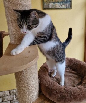 Kocourek Šimonek hledá domov - 6