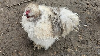 Kuřata hedvábniček - 6