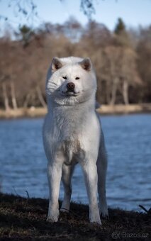 AKITA INU - 6