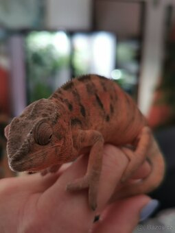 Chameleon pardálí - 6