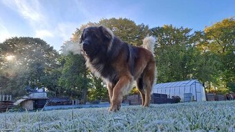 Leonberger pes na krytí - 6