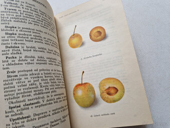 Švestky a slívy 1948 Vaněk - Čs. lidová pomologie díl III. - 6