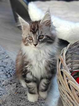 Mainská mývalí koťátka s PP - 6