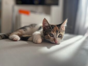 Daruji skoro roční kotě - 6