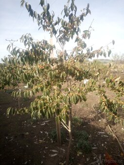 Tomel obecný - semena i sazenice - 6