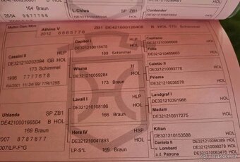 Prodám kobylu po Chin Chin - 6