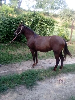 Prodám kobylku WPB - 6