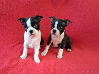 Bostonský teriér, Boston terrier - 6