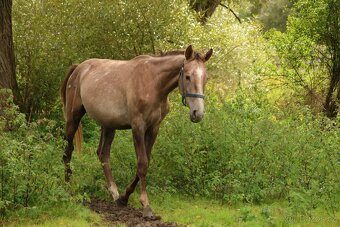 2,5 letí atraktivní a hodní valáškové - 6