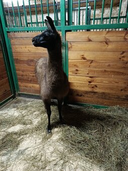 Lama Krotká - 6